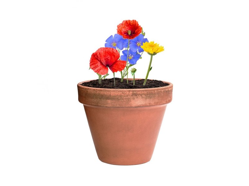 Bonbon Zaden Mussox Bonbon Zaden Mussox