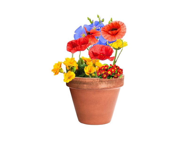 Bonbon Zaden Mussox Bonbon Zaden Mussox