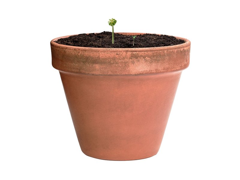 Bonbon Zaden Mussox Bonbon Zaden Mussox